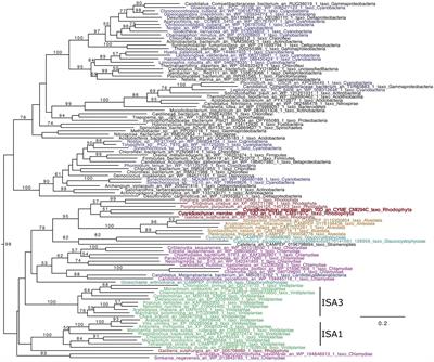 One of the isoamylase isoforms, CMI294C, is required for semi-amylopectin synthesis in the rhodophyte Cyanidioschyzon merolae